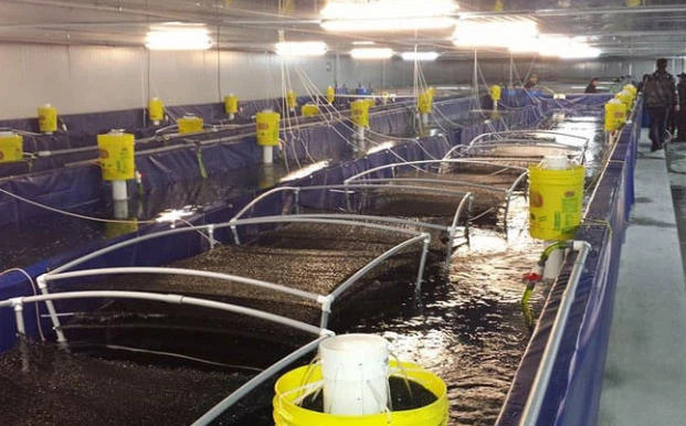 Indoor Shrimp Farming MBBR Indoor Shrimp Farming MBBR