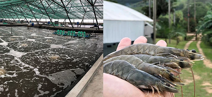 Recirculating Aquaculture Indoor Shrimp Farming Recirculating Aquaculture Indoor Shrimp Farming